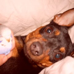 luna met vogel jip