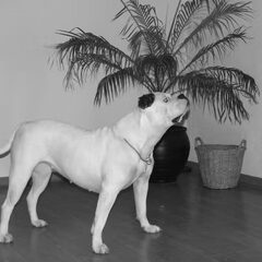 scarlett 16 maand