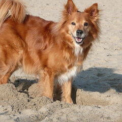 mis jou lieverd