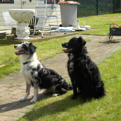 bij mijn schoonouders en de honden mogen mee :D