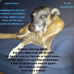 Dit was me enigste reu me maatje Paco helaas heb ik die 3…