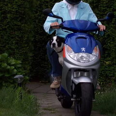 Spike op de scooter, hij gaat maar wat graag mee!