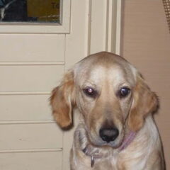 Dit is Semmie, een goldenretriever teefje van 1 jaar en 2…