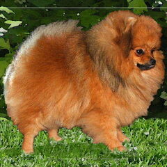 lux/belg/neder/intern/vh precios petit poms