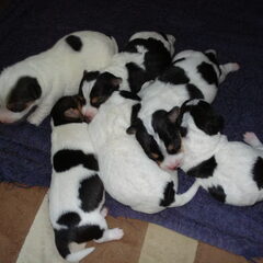 Onze 6 puppy's