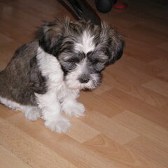 Gucci als pup (8 weekjes). We hadden hem net opgehaald.