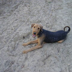 sandy in de duinen