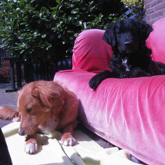 Fae en Finn na zoveelste speelsessie in de tuin...