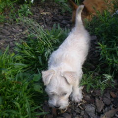 gucci op wandel