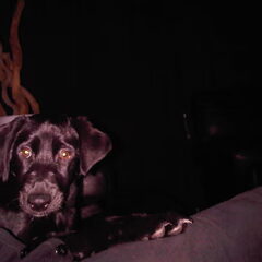 Kleine blacky maandje of 5 op deze foto
