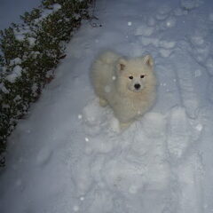 Ons Pupjee In de sneeuw
