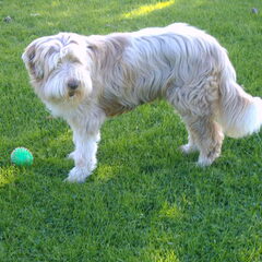 Bijou, Bearded Collie 14 jr oud alweer