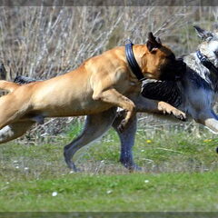 Lekker spelen met Bo (Bull Mastif)