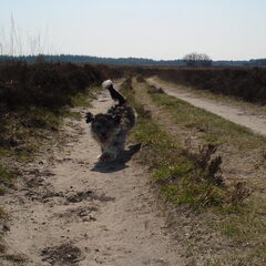 Tommie op de hei