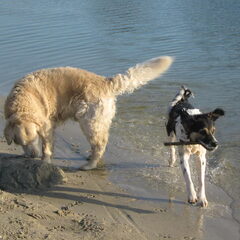 Lekker samen ravotten bij het water 19-4-2010