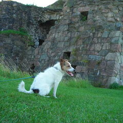 Barney als tourist op Bohus in Zweden