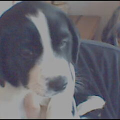 dit is onze joey. we hebben hem nu een week,en we kunnen nu…