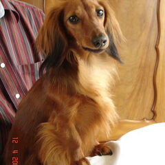 dit is lucy, een eigenwijs en verschrikkelijk lief…