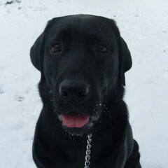 een jaar later wat een schatje wat een stoute hond wat is…