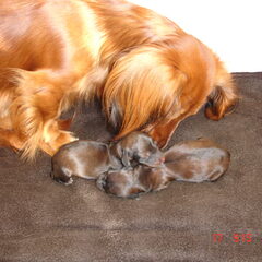 dit is lucy en haar twee mannetjes die geboren zij n op 17…