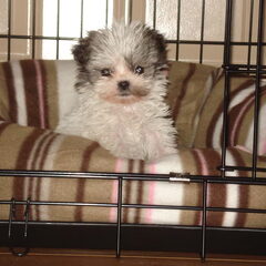 Onze lieve Tess