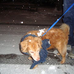 in de sneeuw