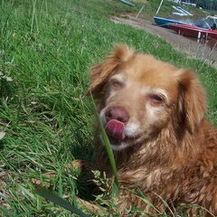 redje op de camping