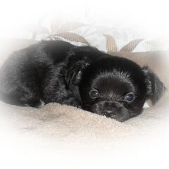 Ons chihuahuake Valentina