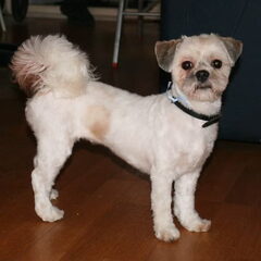Onze Shih Tzu Lara (geboren 06-11-2007)Hier is ze net bij…