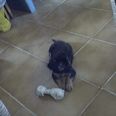 mijn puppy is heel cute zij heet lyla