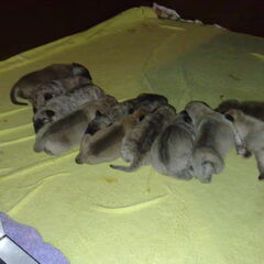 Nestje Dogo-Canario Puppen!