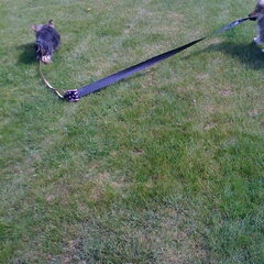 27 april 2010. Cooper gaat met Bo's poepzakjes lopen