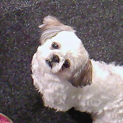 Onze lieve Noortje