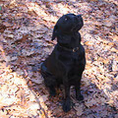 luka teef chip nr 528140000130152 kleur zwart 24 april 2004…