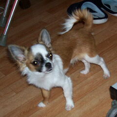Dit is mijn Dusty Lieverd He !! Groetjes van Sjoukje
