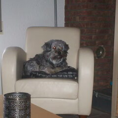 droopy op de "troon"