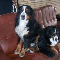 papa(Sam) en mama(Laika) van Zoë