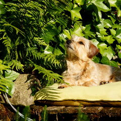 saartje zomer 2009 .