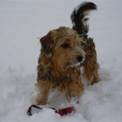 Ravotten in de sneeuw .
