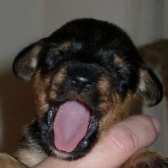 saar als pup .