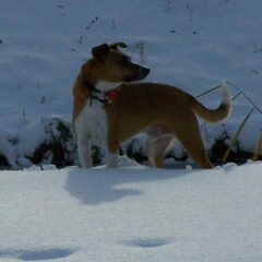 Foxie in de sneeuw.