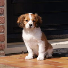 op haar beste vriendin (joy) wachten om te spelen..