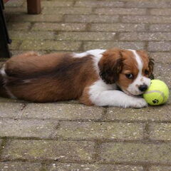 bal leeft niet meer.. :P