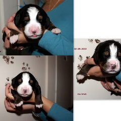 andere 3 boys