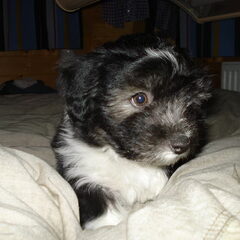 BOe !!