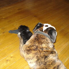 kleine en grote Tommie