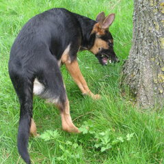 Max eet gras, en lekker dat hij et vindt!