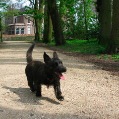 Bobby in het bos, lekker aan het rondrennen.