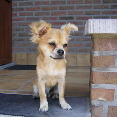 Men pup toen hij bijna een jaartje oud was :)