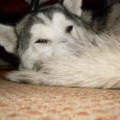 Is het een kat?? Nee het is Super (Luie) Shadow!!